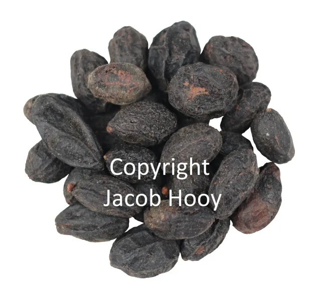 Jacob Hooy Sabal Sägepalmenfrucht Kraut naturrein