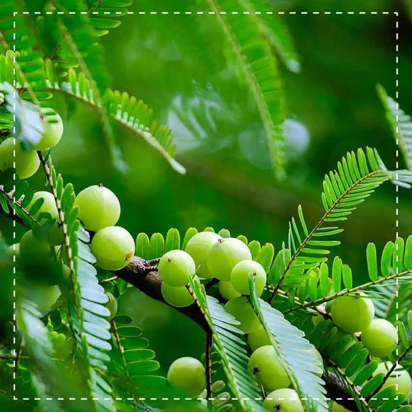 Biotiva Amla Pulver Bio gemahlen