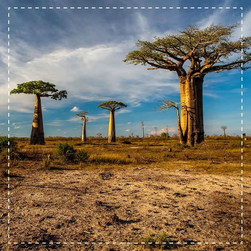 Biotiva Baobab Pulver Bio