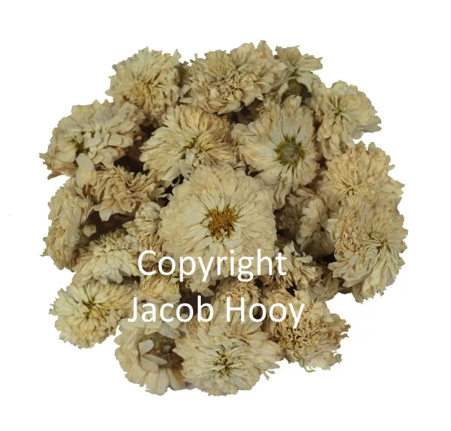 Jacob Hooy Kamille Rooms Kamillentee aromatisch