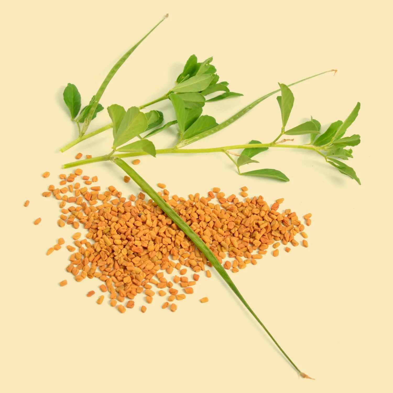 SPINTZ Bio Bockshornklee Kapseln bio