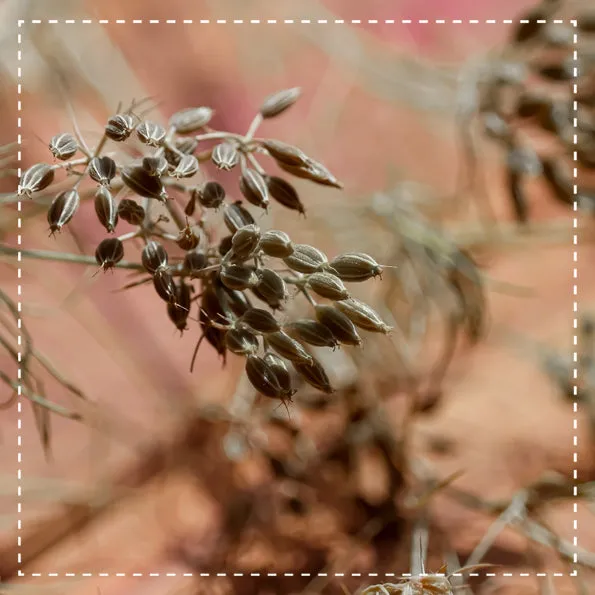 Biotiva Kreuzkümmel Bio